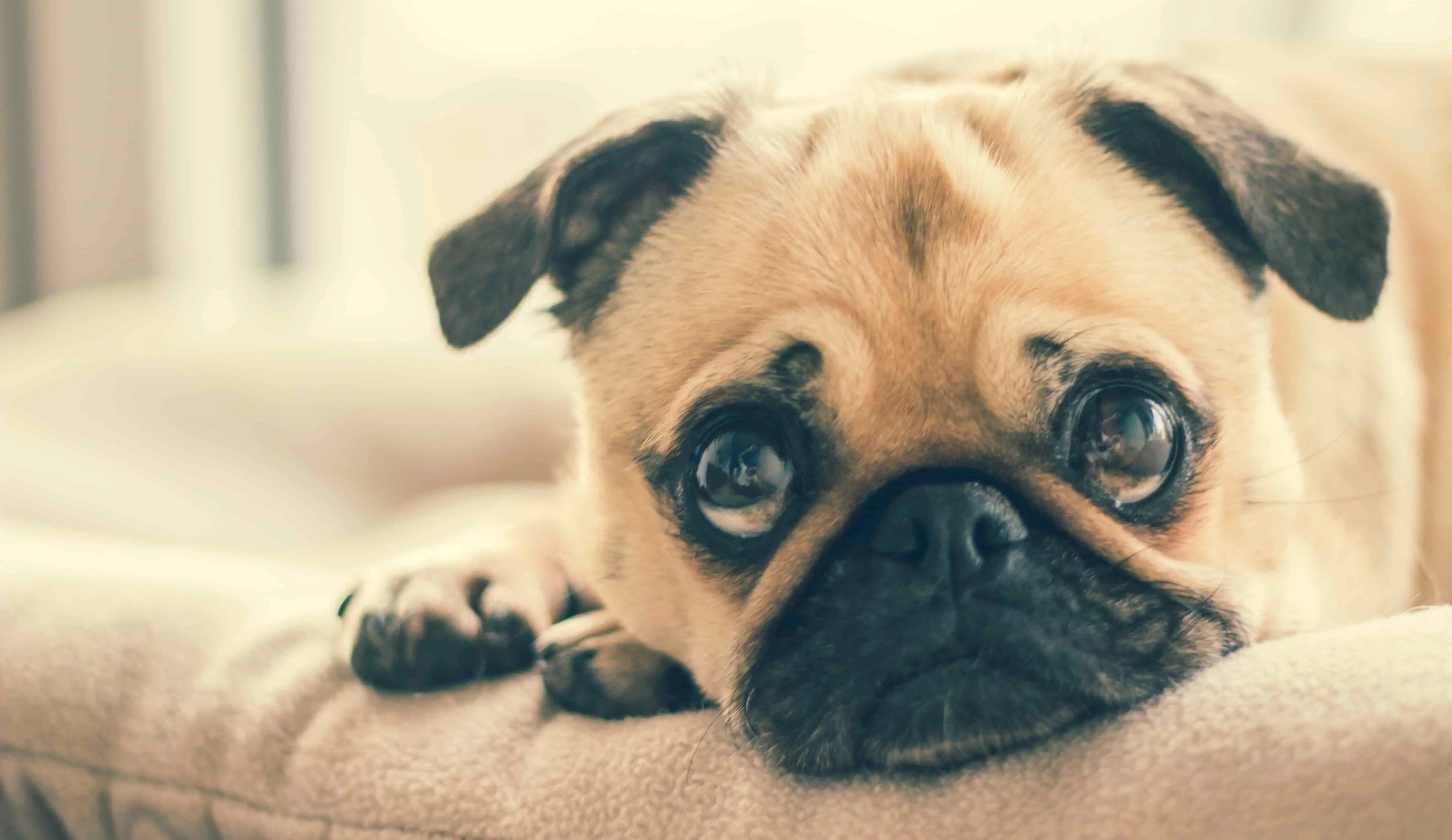 Excessive Dog Whining: Reasons and Solutions
