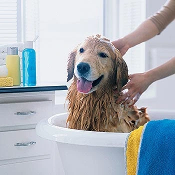 tub bath for pup