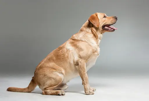 can anxiety cause weight loss in dogs