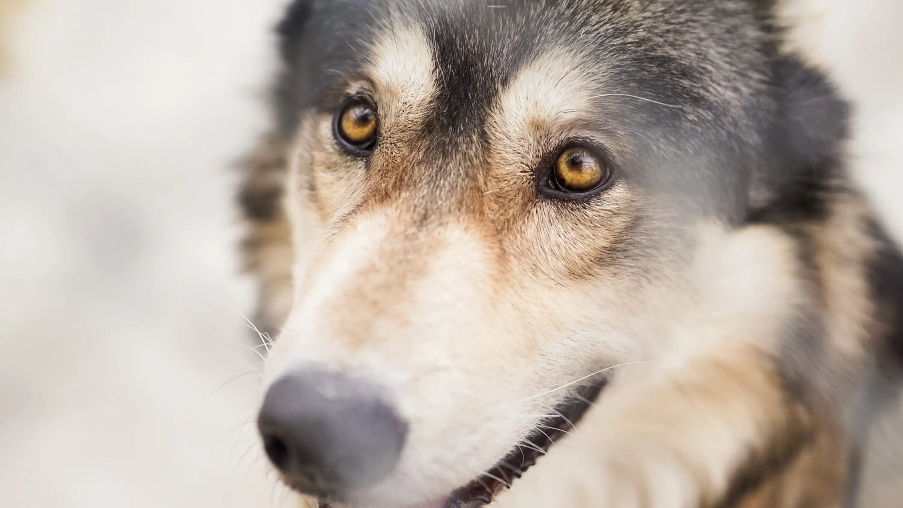 Natural Remedies for Deworming of Dogs
