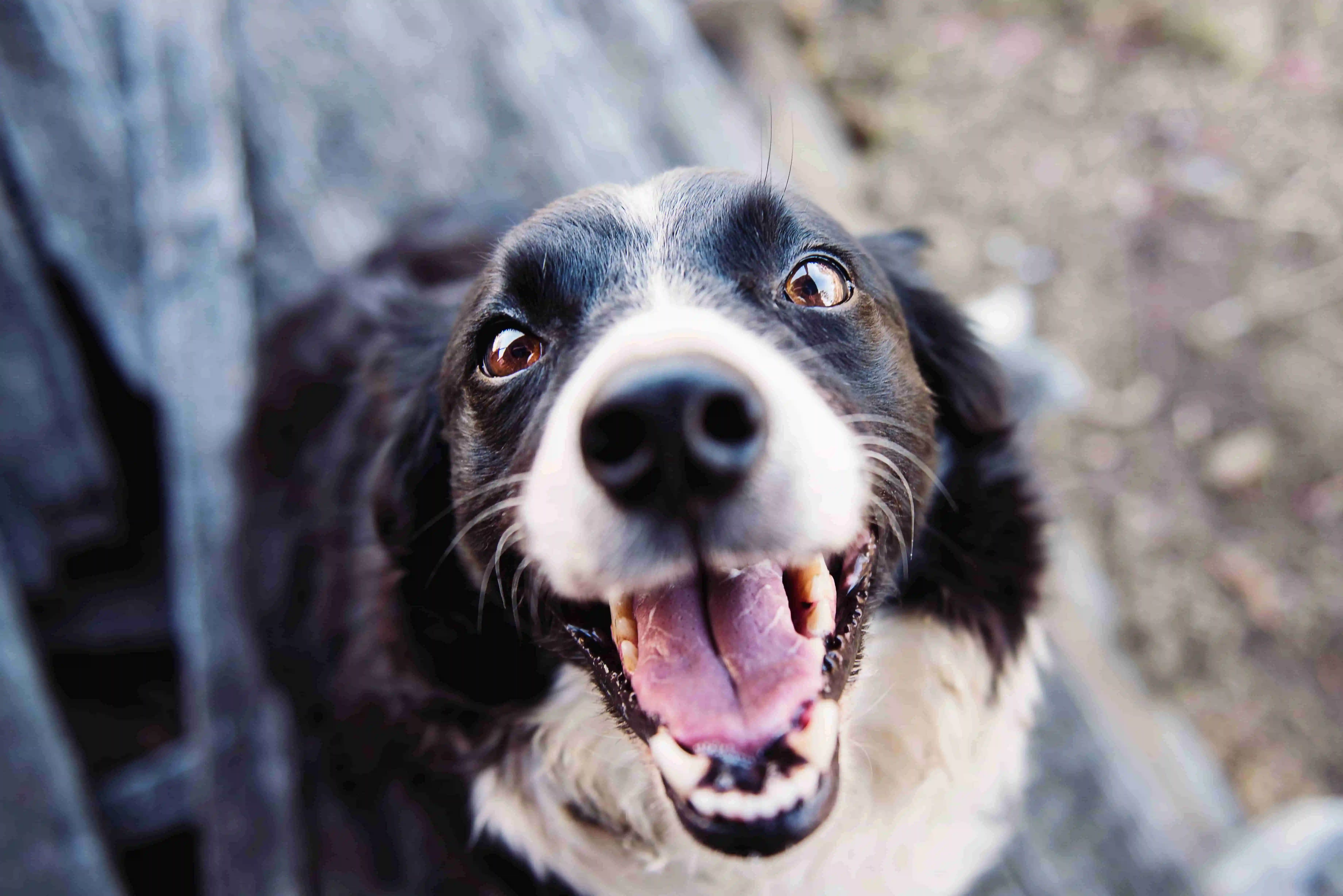 natural deworming for dogs