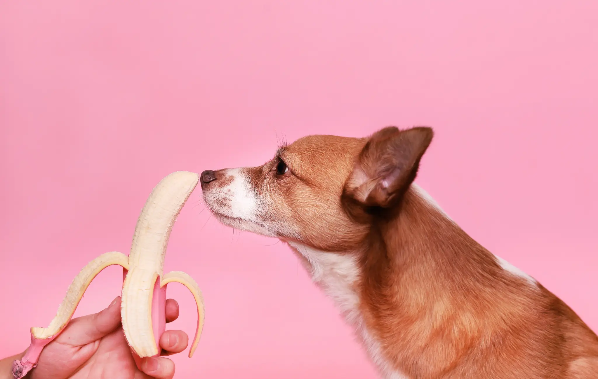 banana for dogs