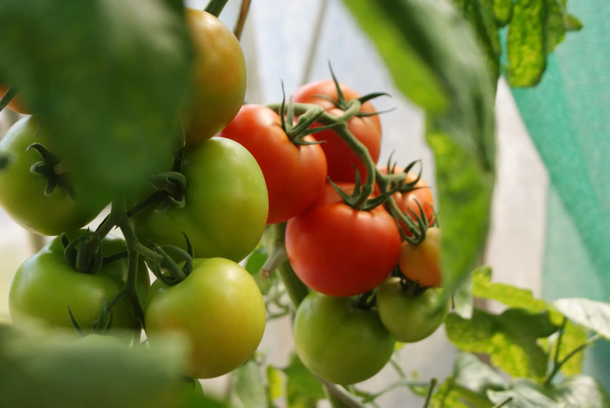 can dogs eat tomatoes