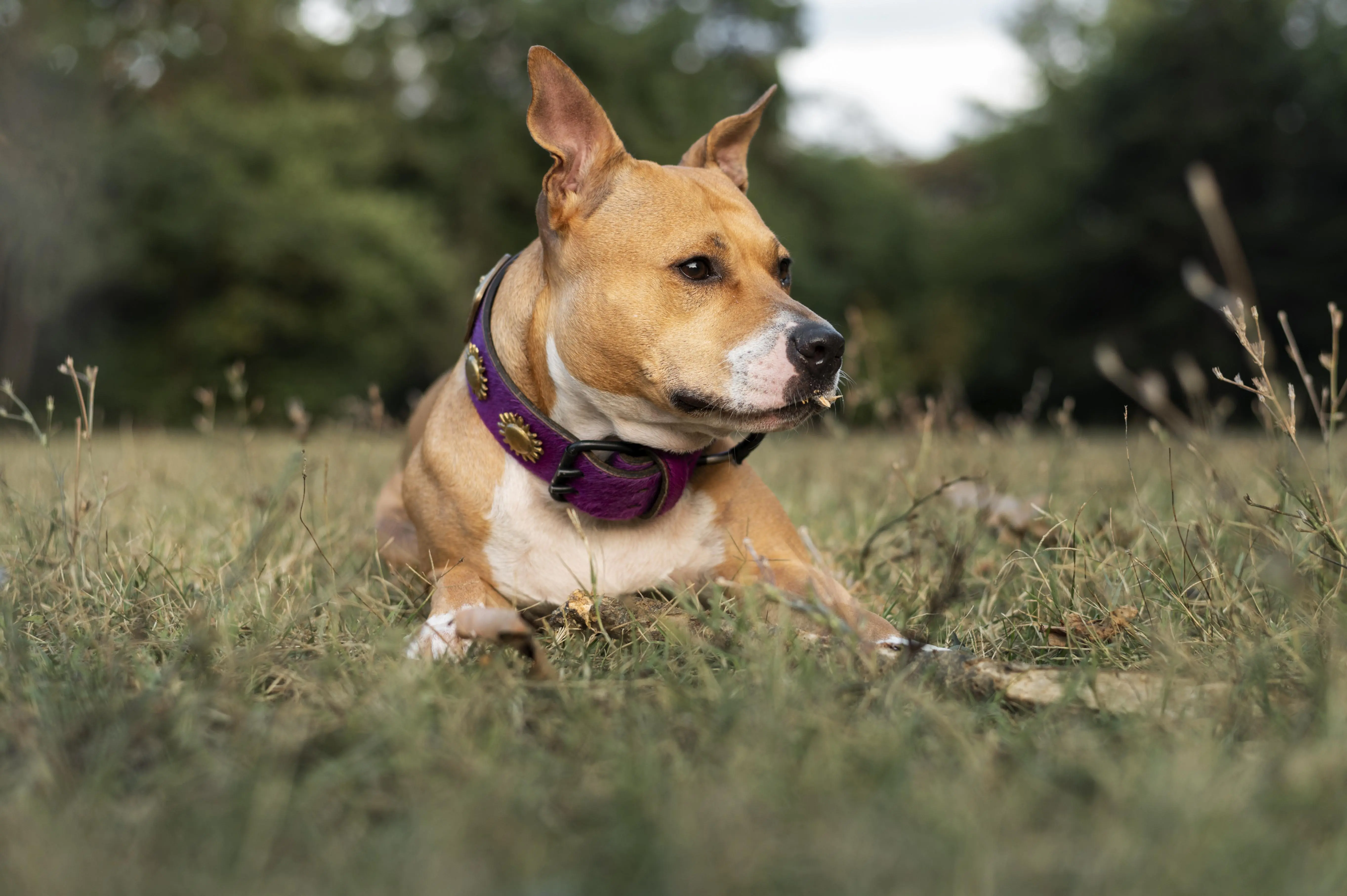 Best Dogs for People With Allergies