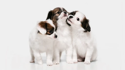 dog allergies
