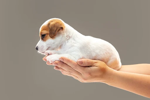 Puppy Training Treats