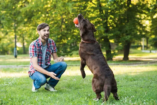 dog playing outdoor