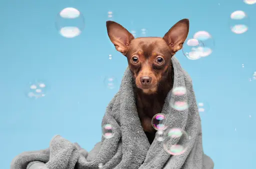 can we use human shampoo on dogs