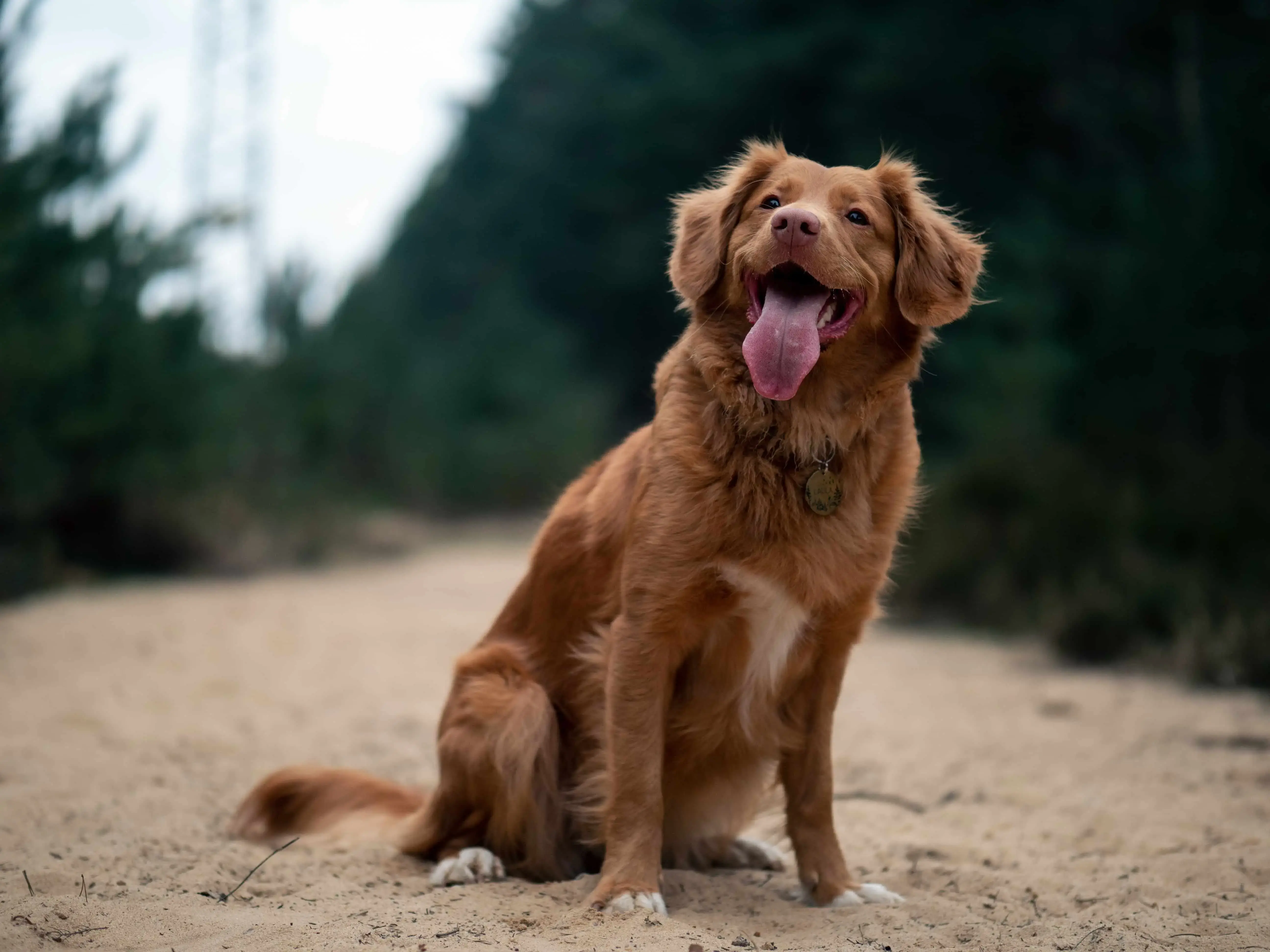 Uses of Turmeric in Dog's Diet - Dogsee Blog