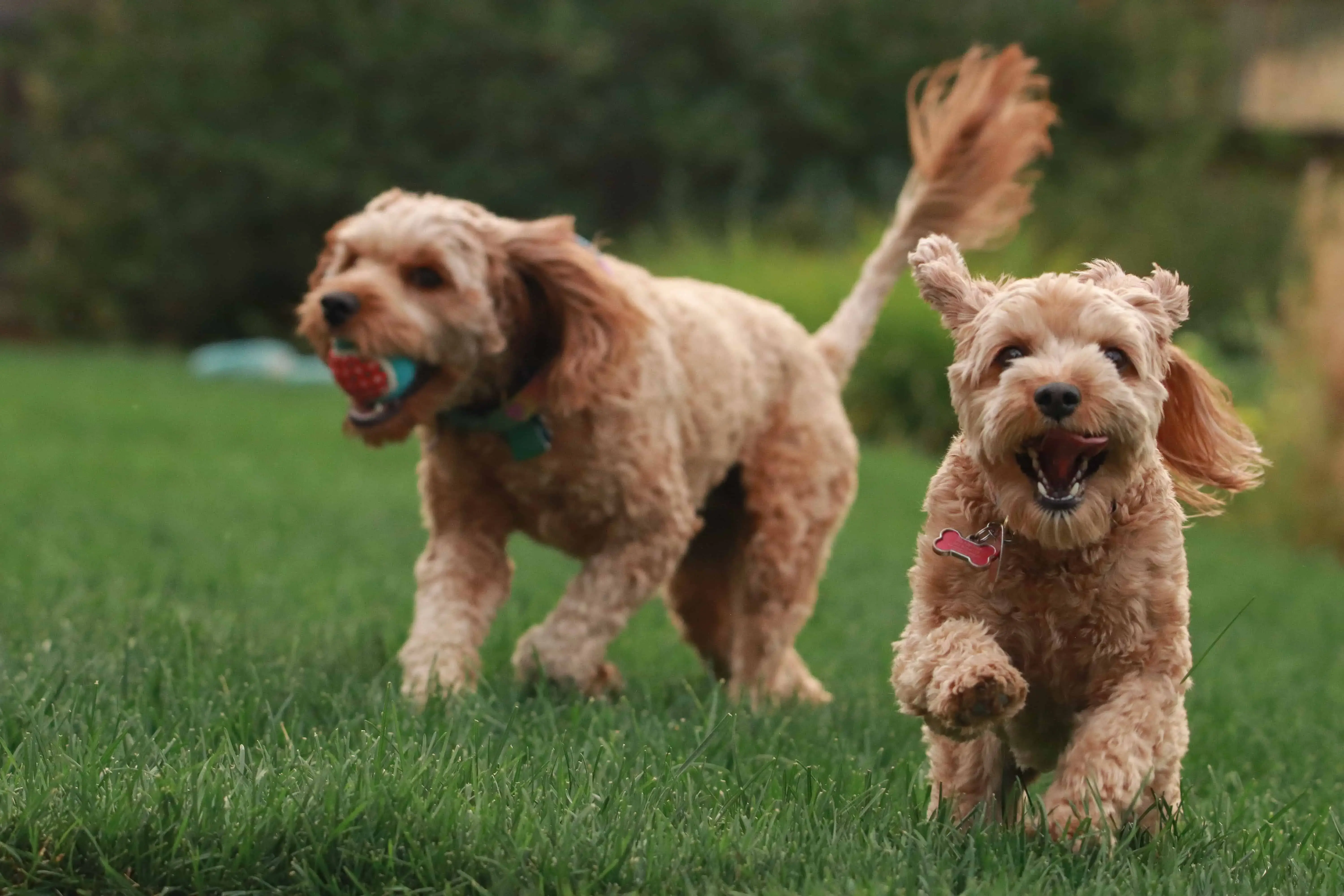 Dog Dental Care