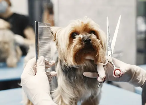 Dog Grooming