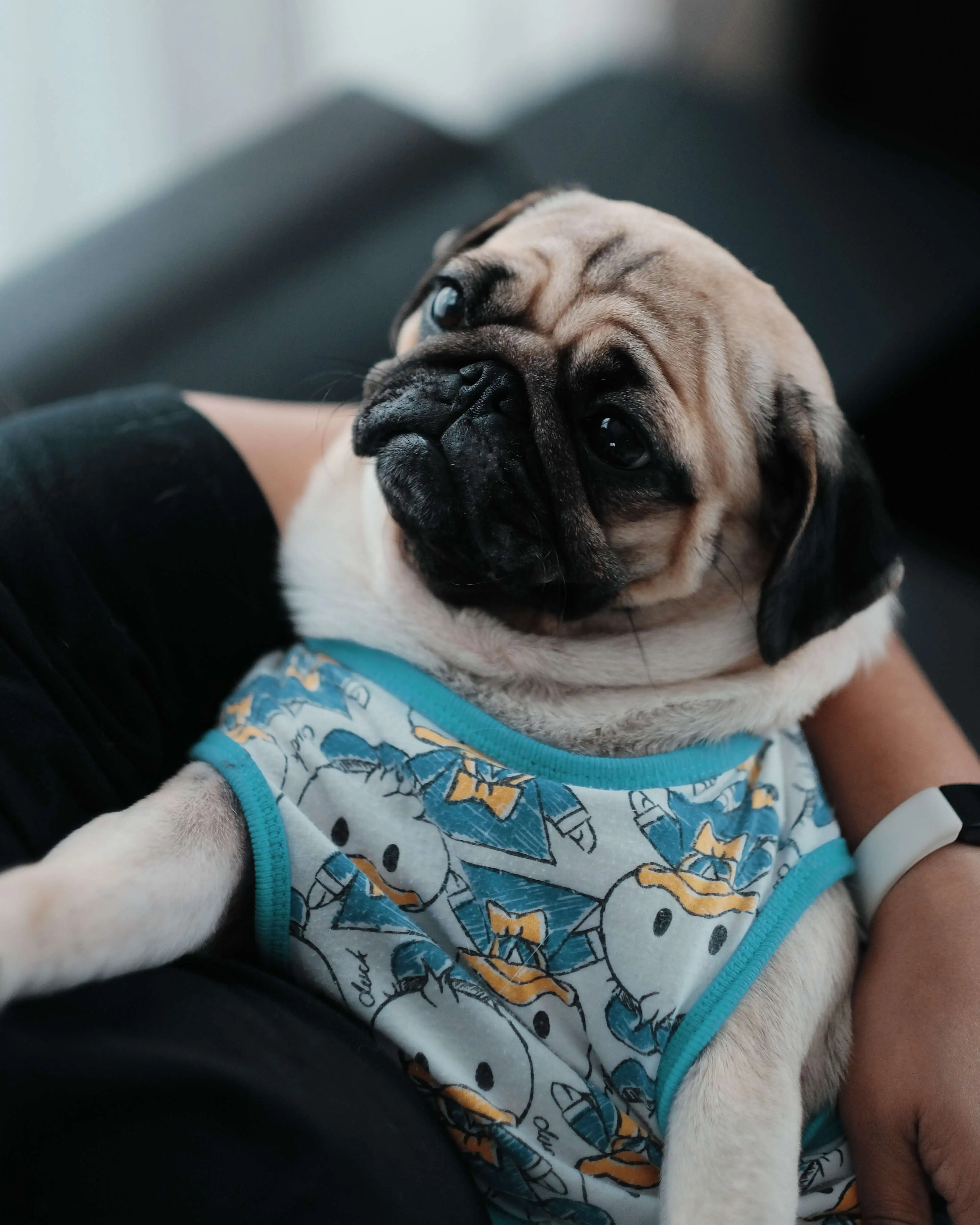 pug wearing tank top