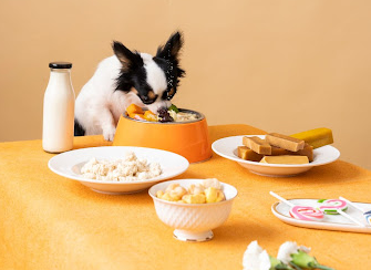 Dog Eating Healthy Diet