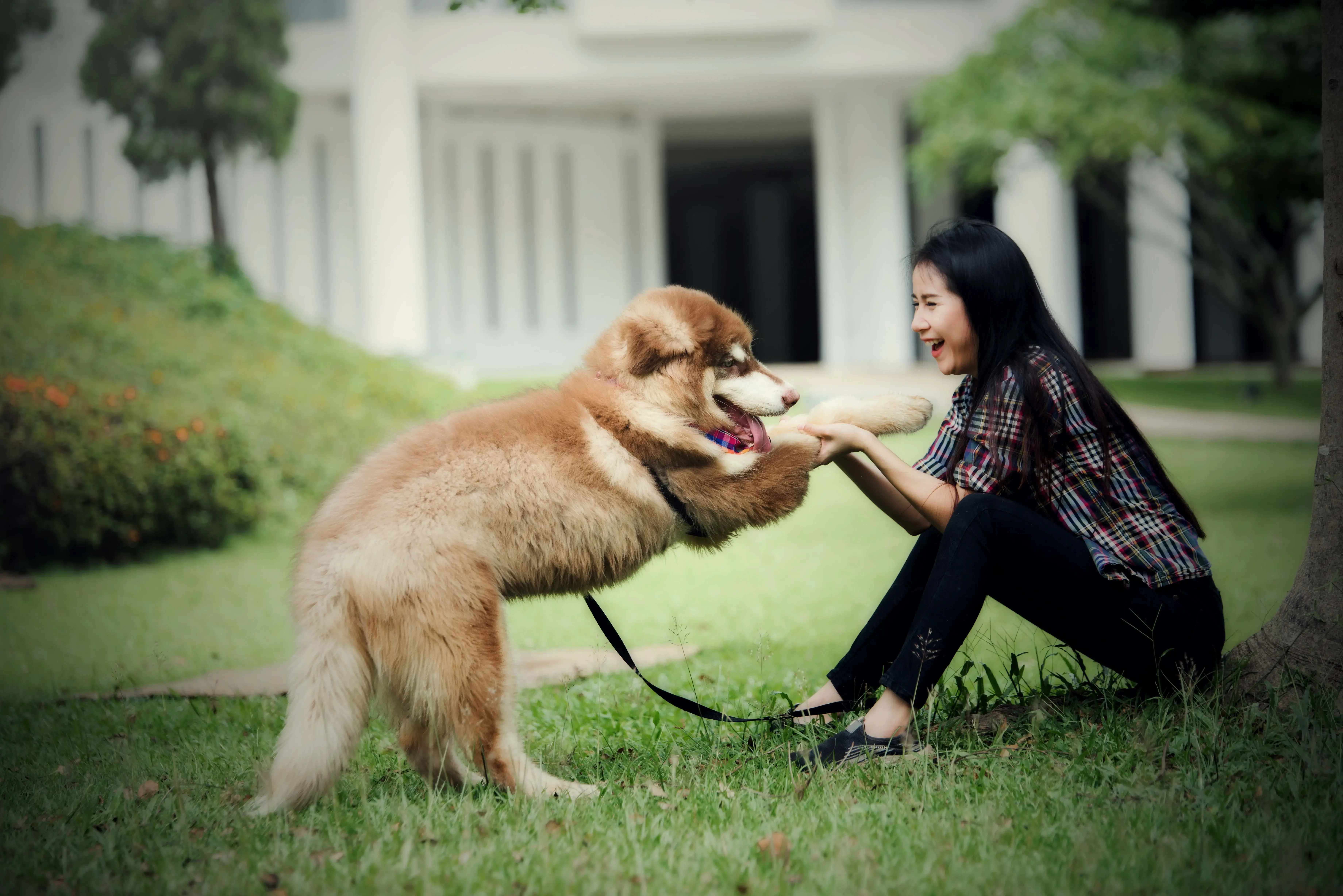 Woman playing with dog