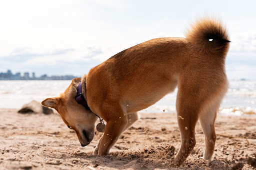 Dog Digging