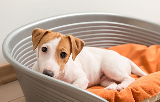 dog in the basket