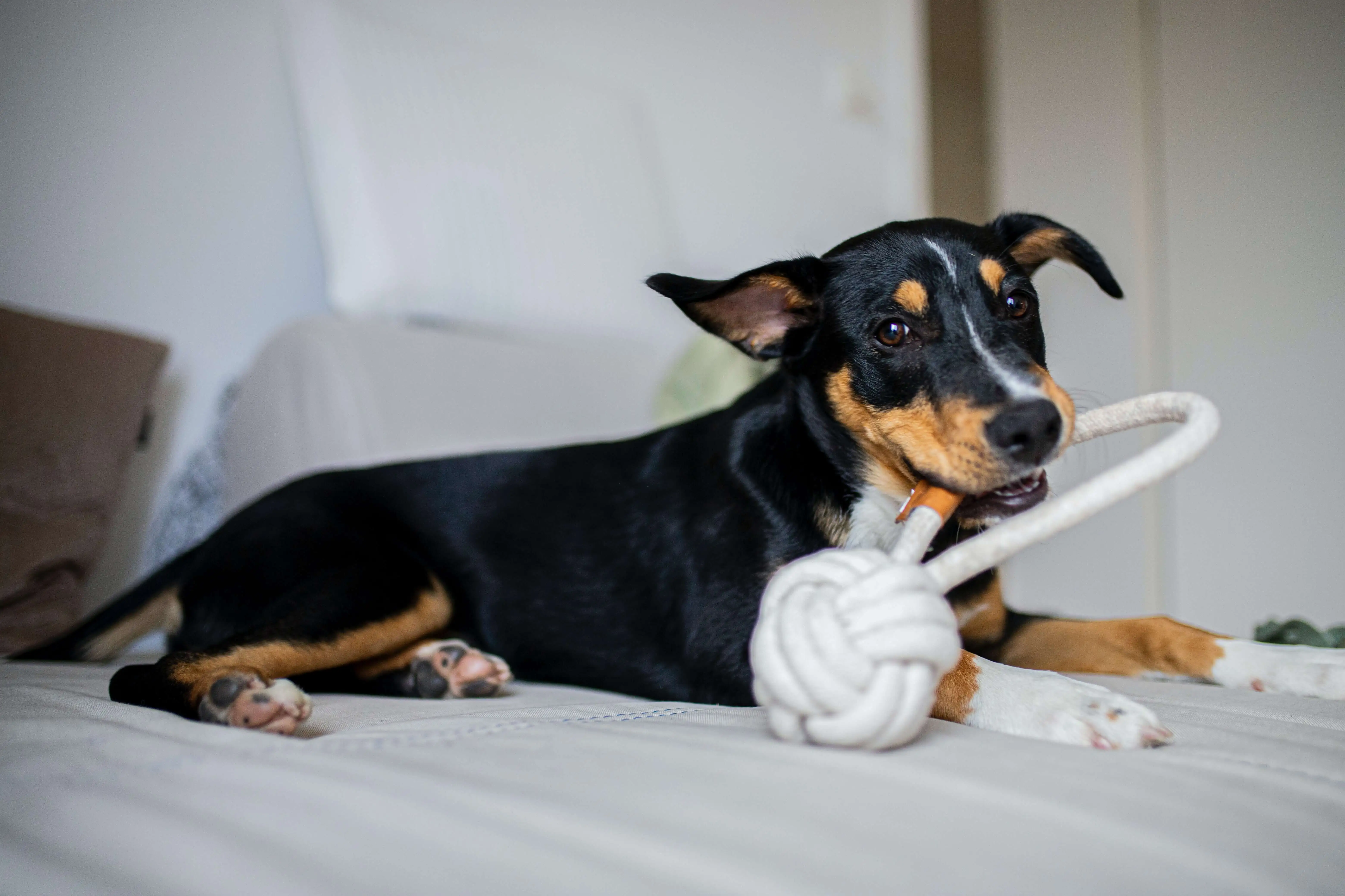 black and tan short dog