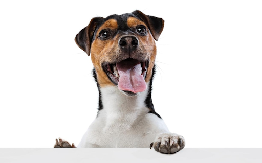 Does your dog’s food have an impact on your dog’s energy levels? 