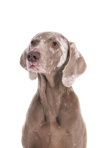 dog with white background