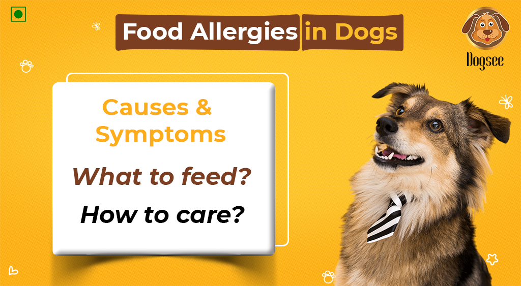 Food Allergies in Dogs: Causes & Symptoms
