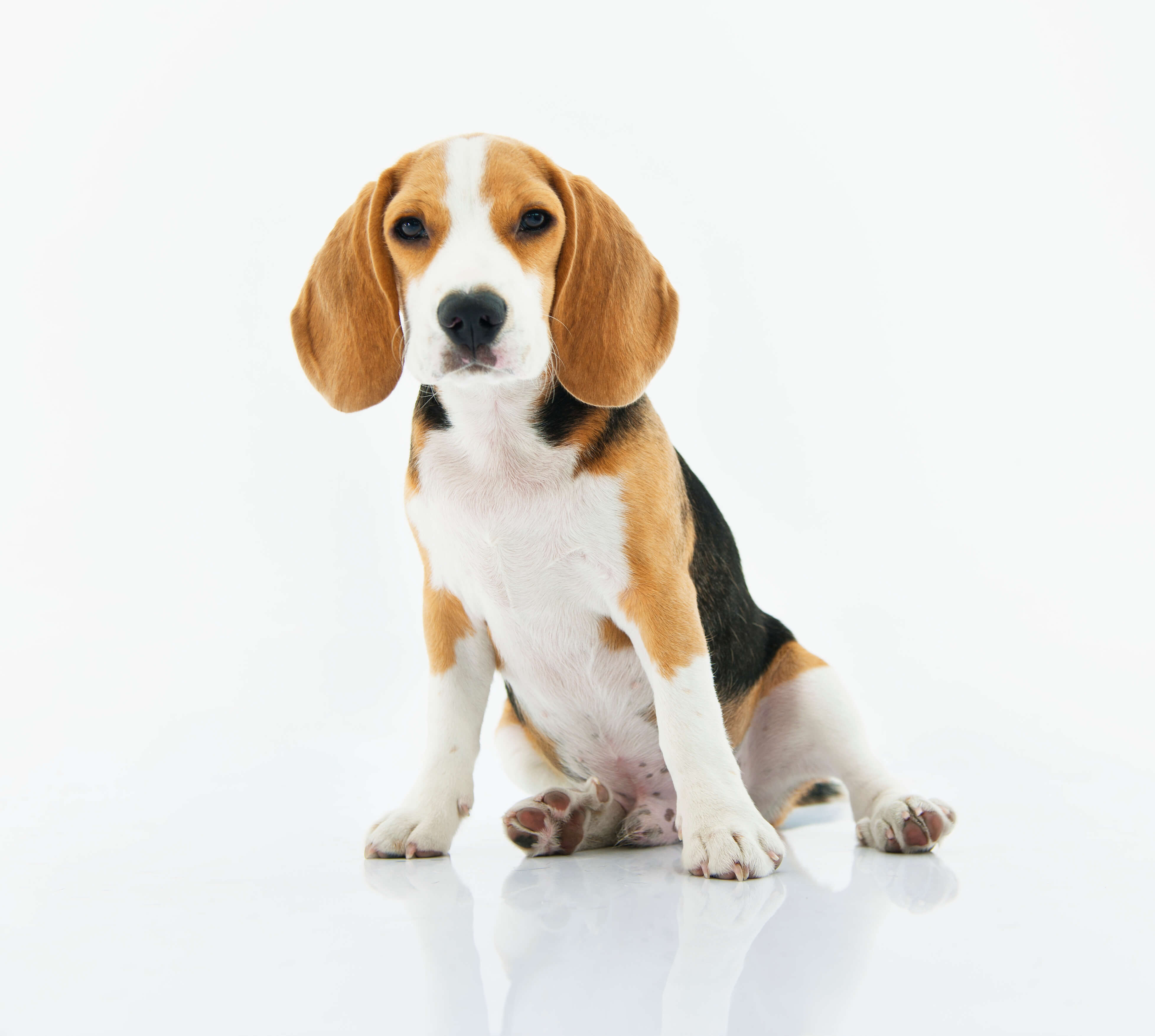 beagle dog sitting