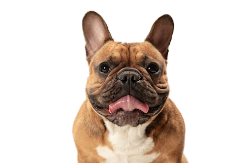 dog with white background