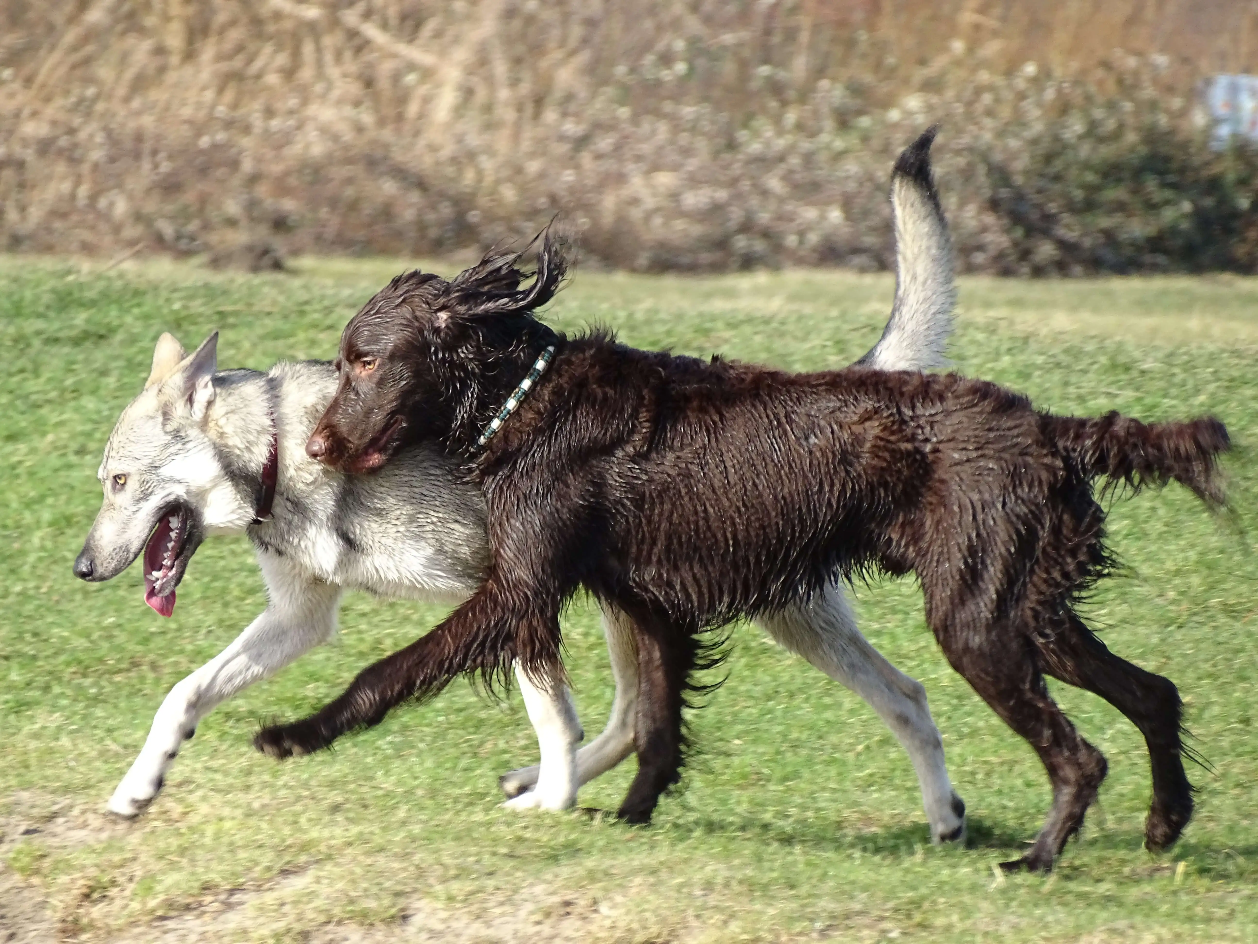 dogs running on green grass