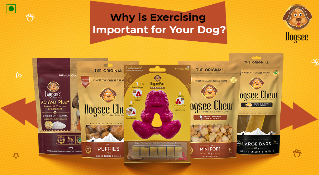 Why is Exercising Important for Your Dog