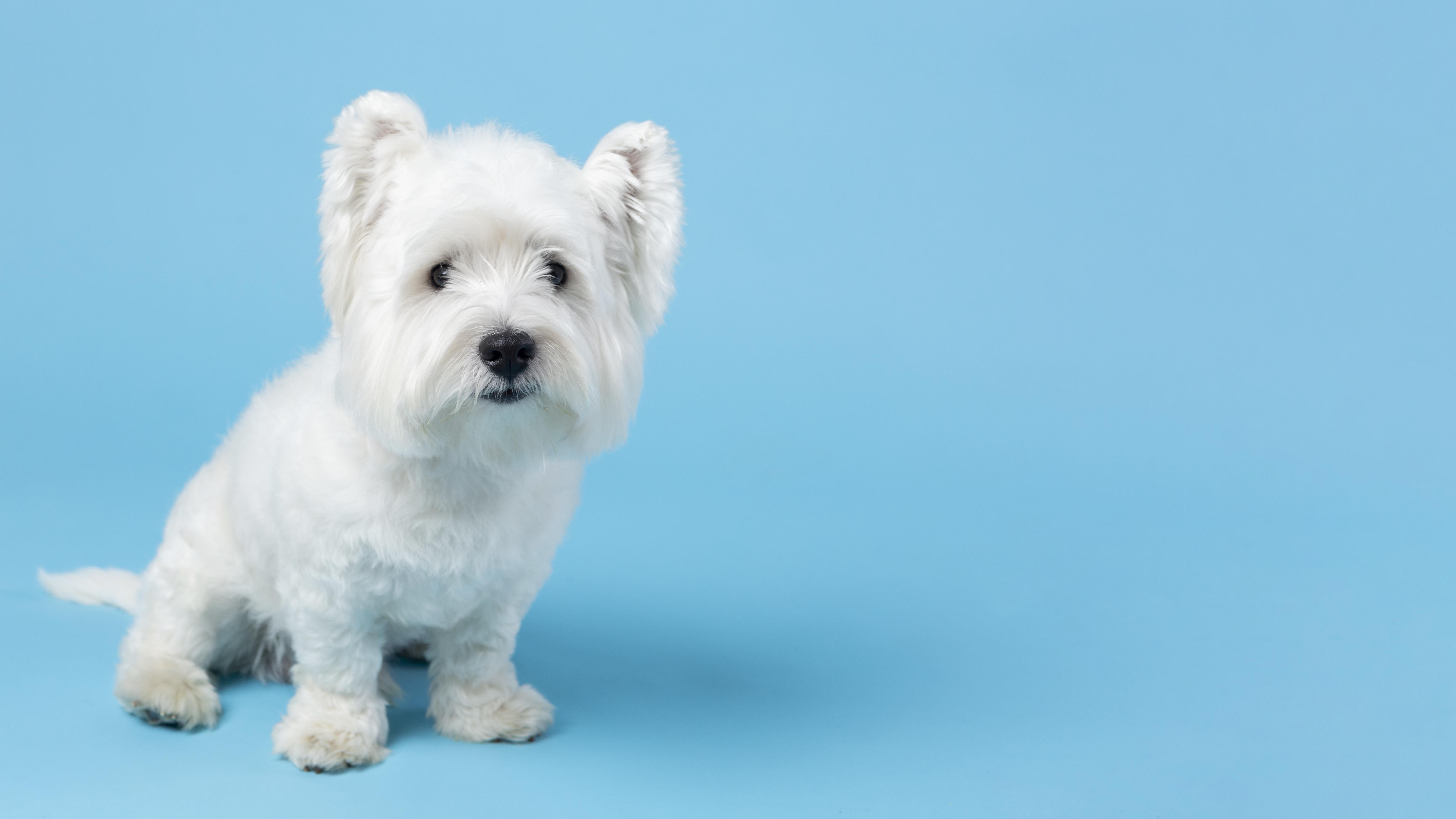 adorable white little puppy isolated blue