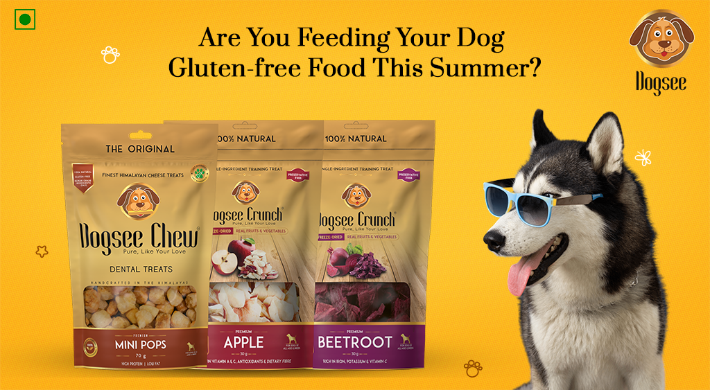 Are You Feeding Your Dog Gluten-free Food This Summer?