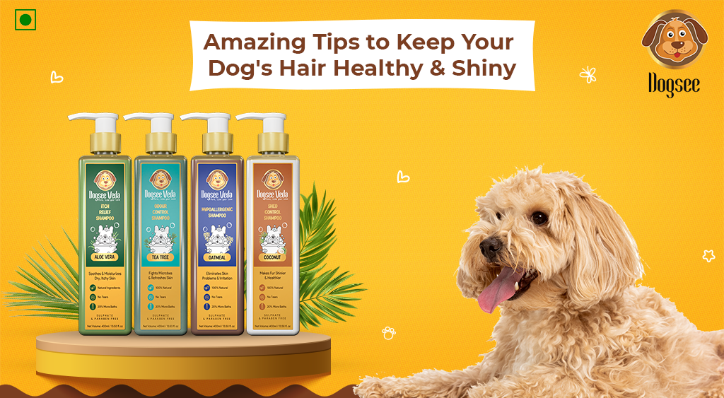 Amazing Tips to Keep Your Dog's Hair Healthy & Shiny