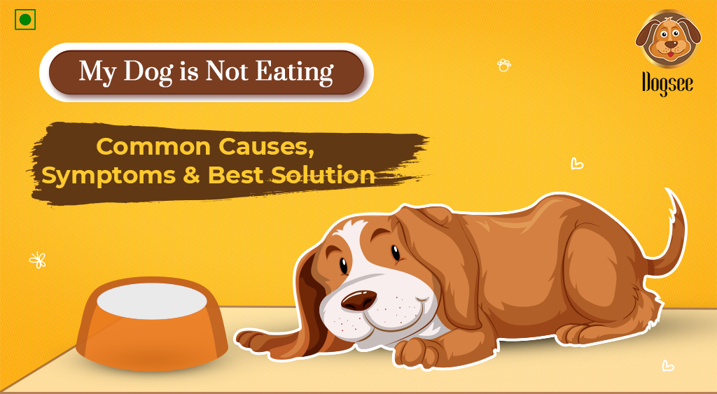 My Dog is Not Eating