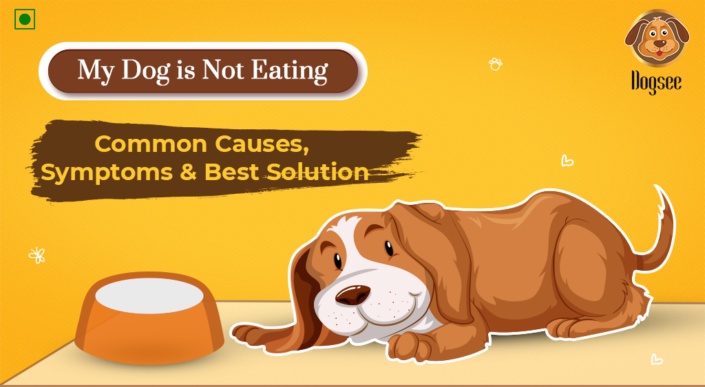 My Dog is Not Eating: Common Causes, Symptoms & Best Solution | Dogsee