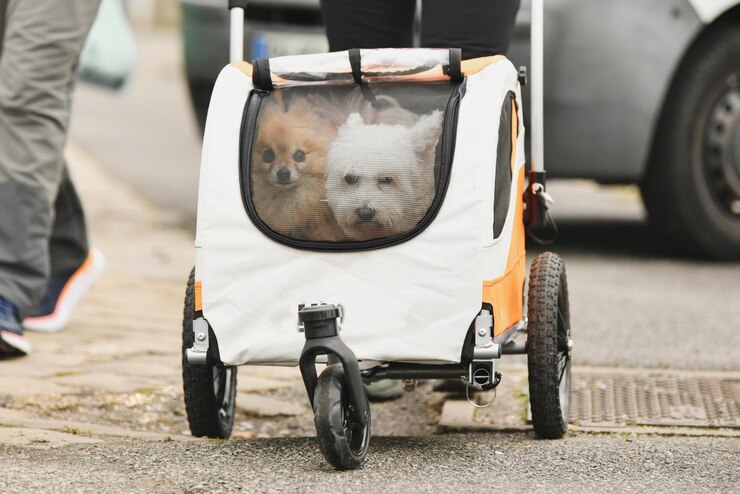 dogs sitting in  a trolley