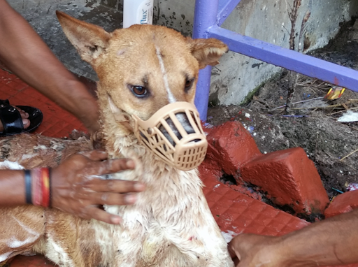 Top Animal Rescue & Welfare NGOs in India | Contact Details & Other  Information | Dogsee