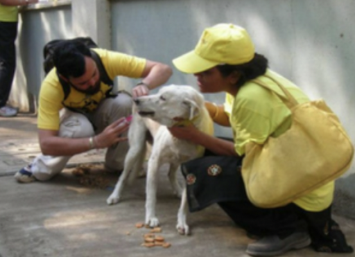 Save our Strays, Mumbai