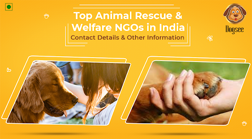 Top Animal Rescue & Welfare NGOs in India