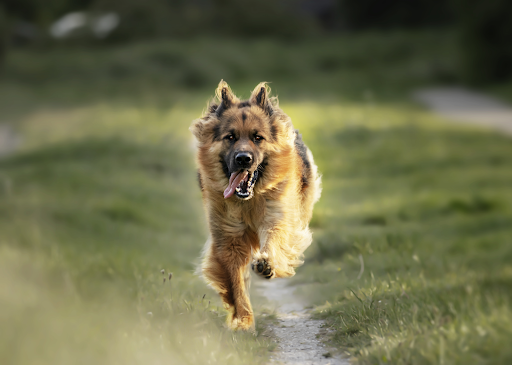 Dog Running in the Field