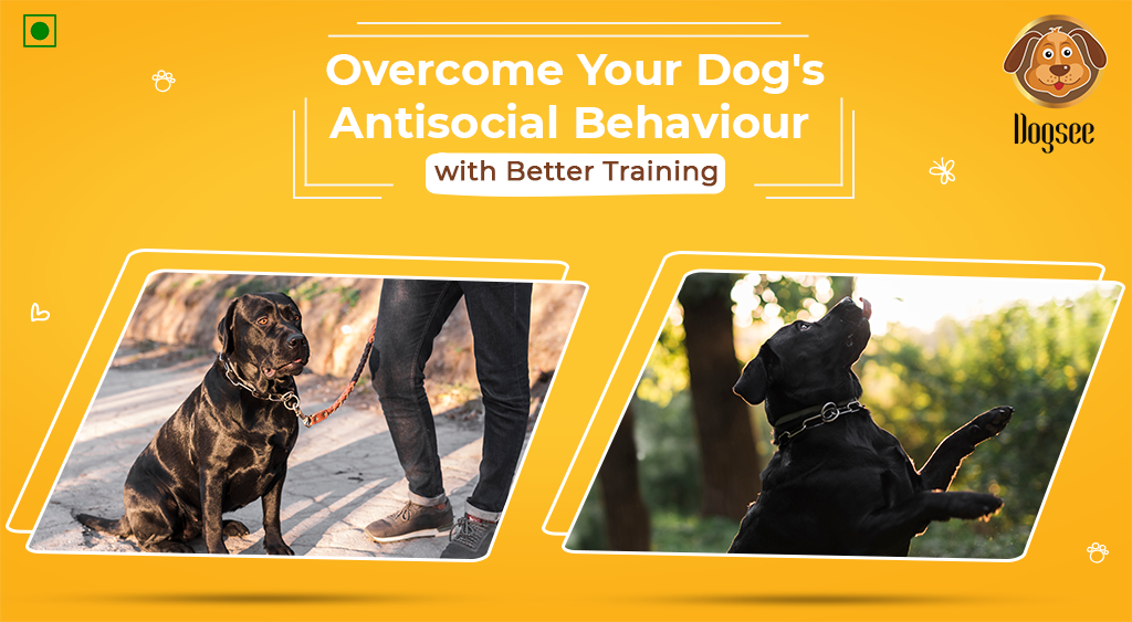 Antisocial Behaviour in Dogs