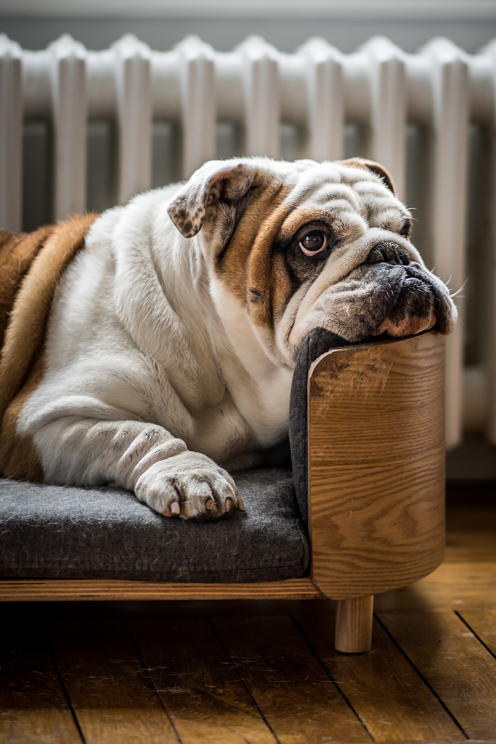 short coated brown and white dog