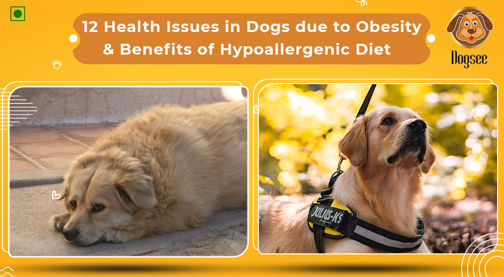 Health Issues in Dogs due to Obesity