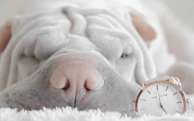 Dog and Clock