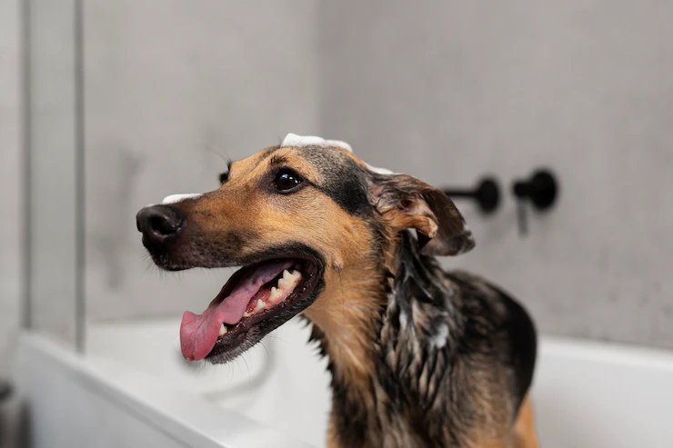 Choosing the Right Shampoo for Your Dog