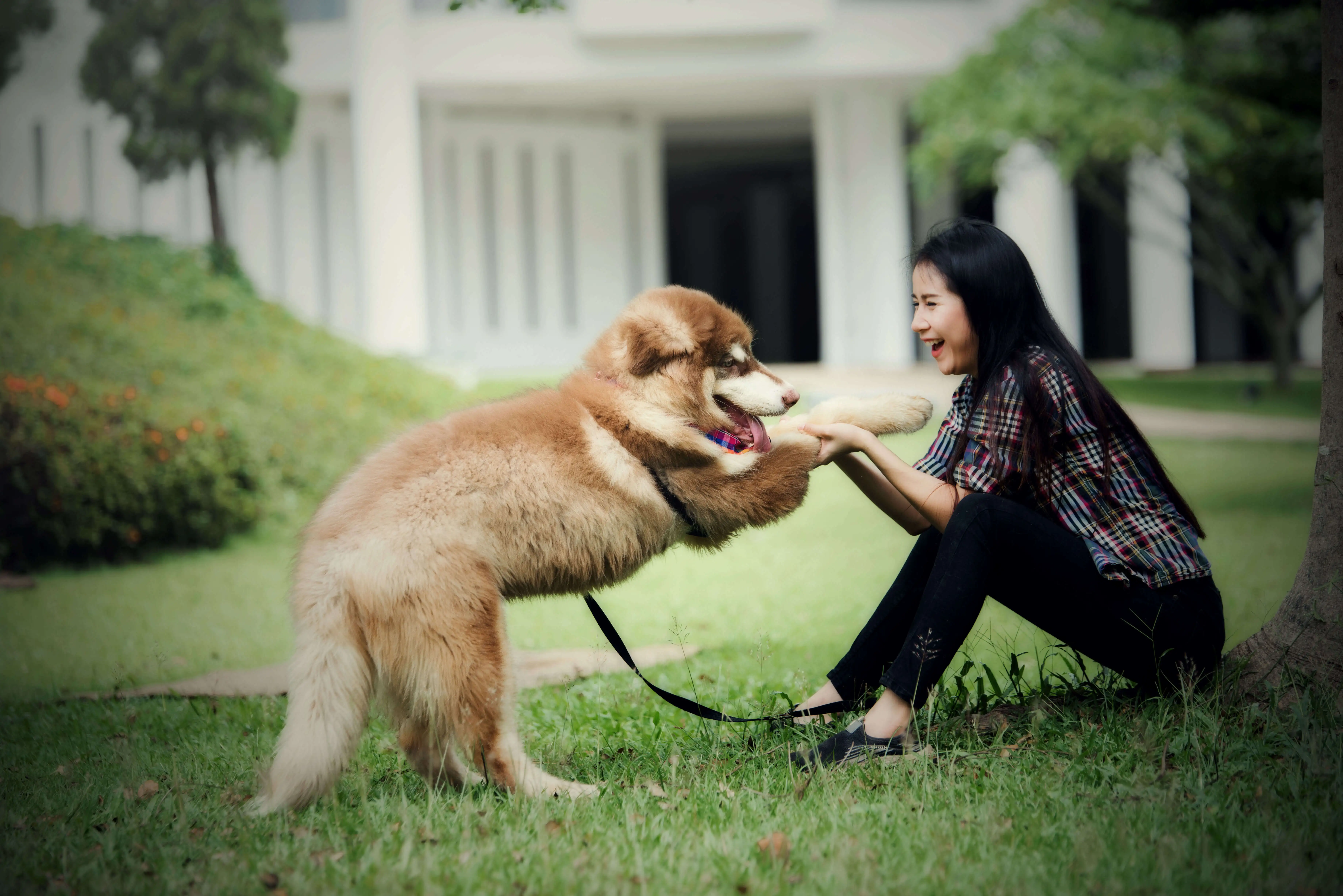 Beautiful Young Woman Playing with Dog