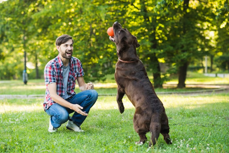 Man Looking His Dog