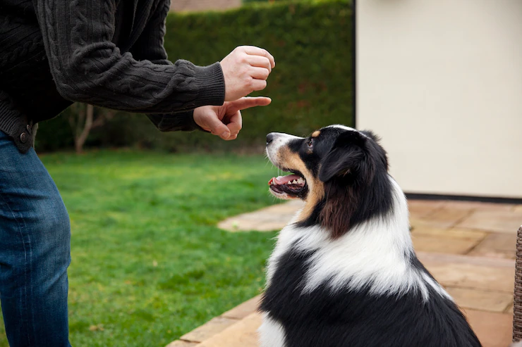 Dog Training with Owner