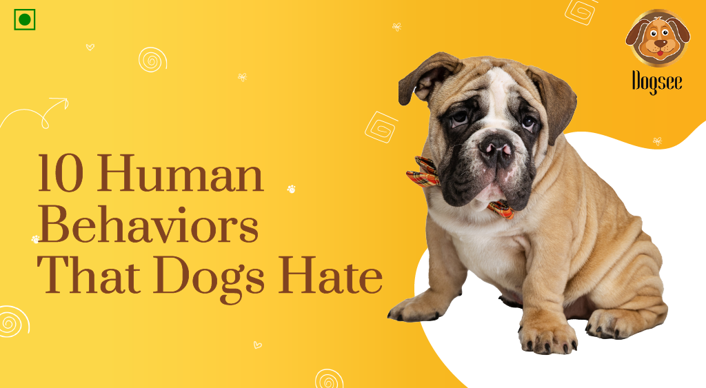 10 Human Behaviors That Dogs Hate