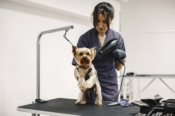 Small Dog Drying by Professional