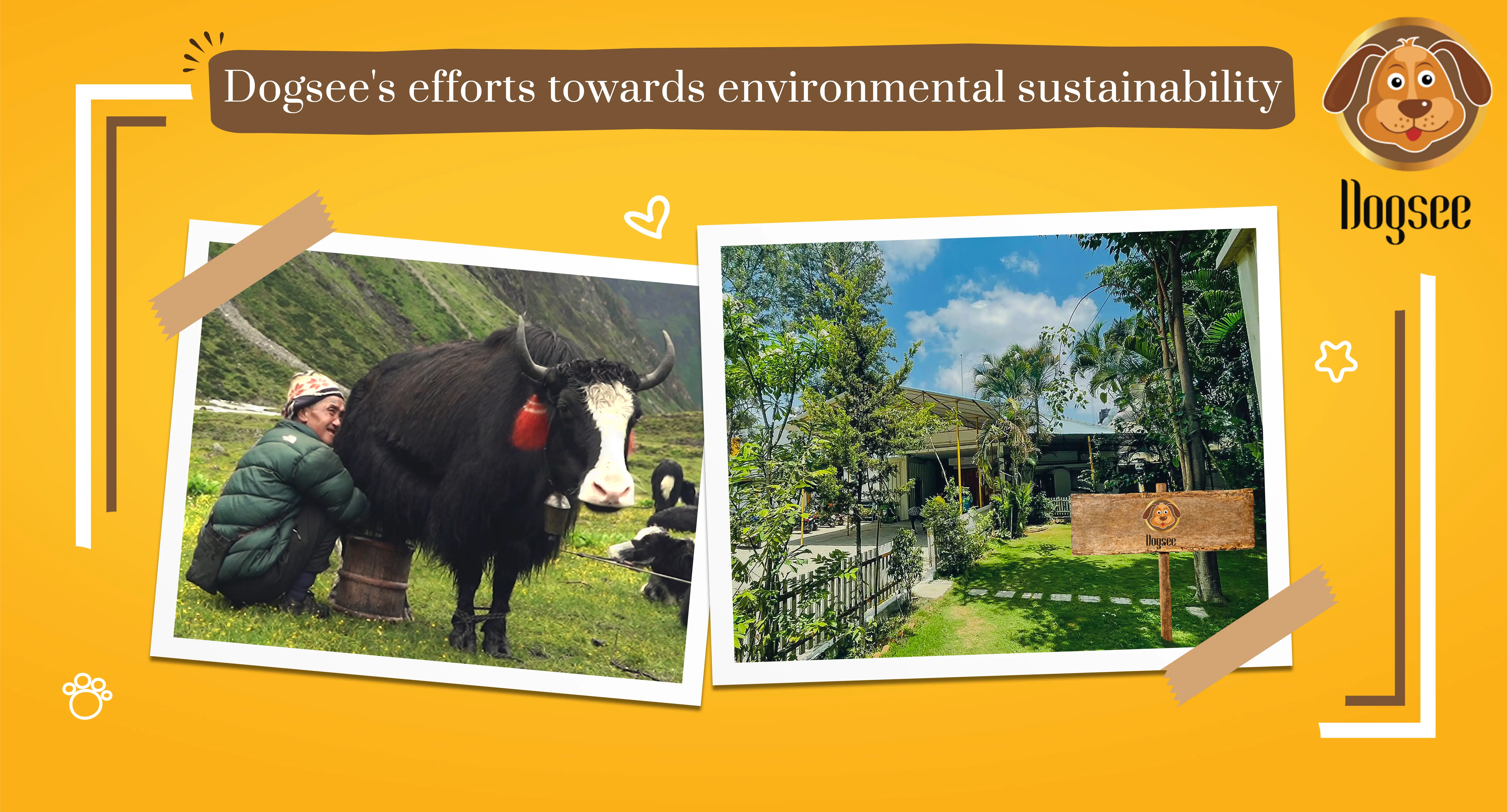 Dogsee's Efforts Towards Environmental Sustainability