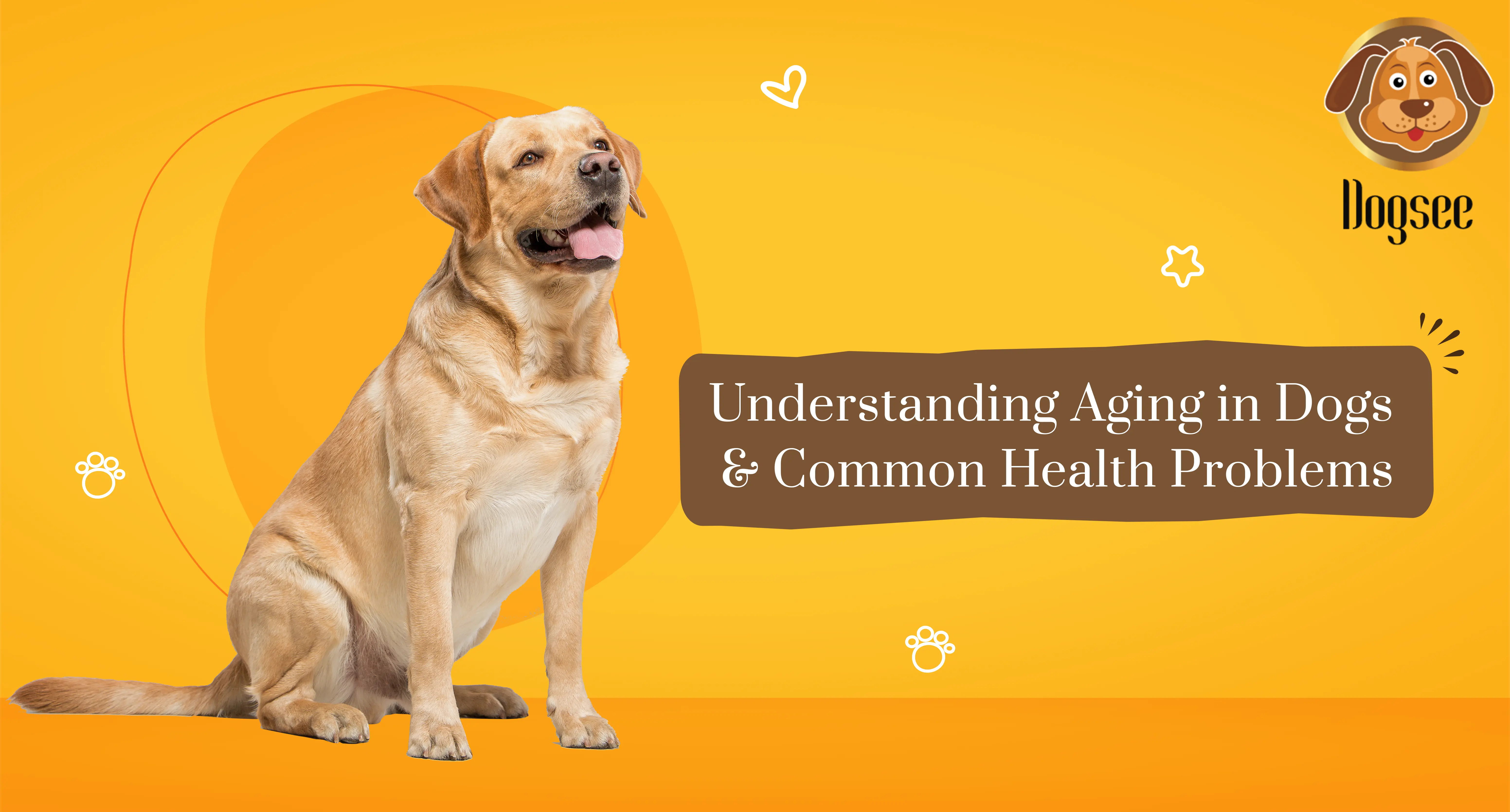 Understanding Aging in Dogs & Common Health Problems
